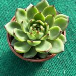 Agavoides