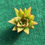 Agavoides Lipstick