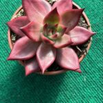 Agavoides Taurus