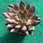 Agavoides