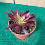 Aeonium Black Magic Variegata