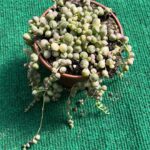 Senecio Rowleyanus Variegata