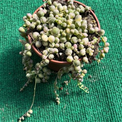 Senecio Rowleyanus Variegata