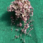 Corações Emaranhados Variegata (Ceropegia Woodii Variegata)