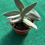 Crassula Perfoliata 'Falcata'- 10,5 cm c/ Vaso