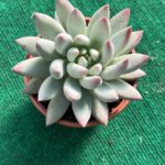 Pachyveria Angel's Finger