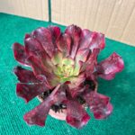 Aeonium - 10,5 cm c/ Vaso