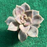 Echeveria Baby Face- 5,5 cm c/ Vaso