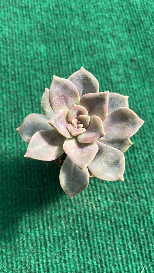 20 Echeveria Baby Face- 5,5 cm c/ Vaso - Imagem 1