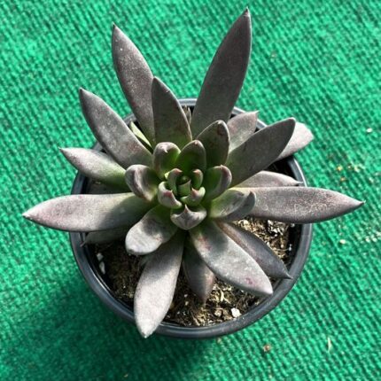 Echeveria Gothika
