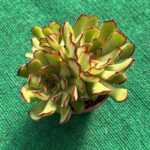 Echeveria 'Magma Perle'