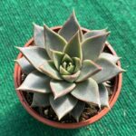 Echeveria Maya