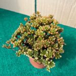 Aeonium - 10,5 cm c/ Vaso