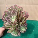 Aeonium Ecstasy - 13 cm c/ Vaso