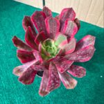 Aeonium Éden - 10,5 cm c/ Vaso