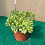 Aeonium Lindleyi Variegata - 10,5 cm c/ Vaso