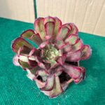 Aeonium Mardi Gras - 10,5 cm c/ Vaso