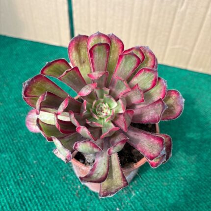 Aeonium Mardi Gras - 10,5 cm c/ Vaso