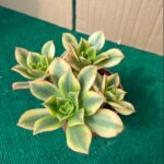 Aeonium Florense