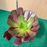 Aeonium Velur