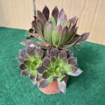 Aeonium - 10,5 cm c/ Vaso