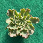 Echeveria Shaviana Peregrina