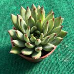 Echeveria