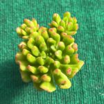 Echeveria Red Lantern