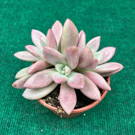 Echeveria Pink Donna