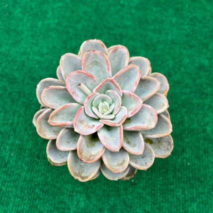 Echeveria Orpete