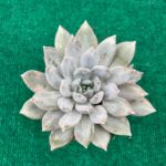 Pachyveria Compassion