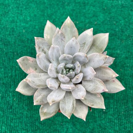 Pachyveria Compassion