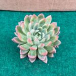Echeveria Princess