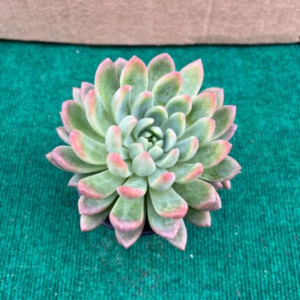 Echeveria Princess