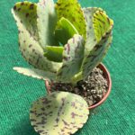 Kalanchoe Marmorata