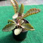 Kalanchoe Humilis