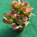 Echeveria Money Maker