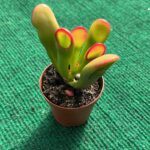 Echeveria Orelha de Shrek- 5,5 cm c/ Vaso