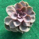 Echeveria Perle Von