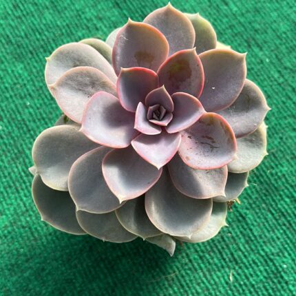 Echeveria Perle Von