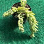 Sedum Rabo de Burro