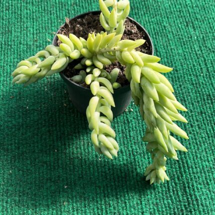 Sedum Rabo de Burro