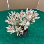 Crassula Dejecta Variegata