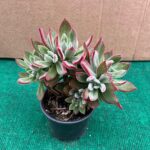 Echeveria Pulvinata 'Devotion'