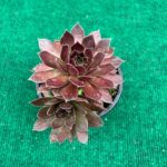 Sempervivum