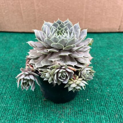 Sempervivum