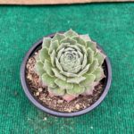 Sempervivum
