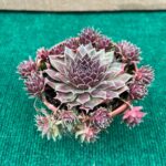 Sempervivum
