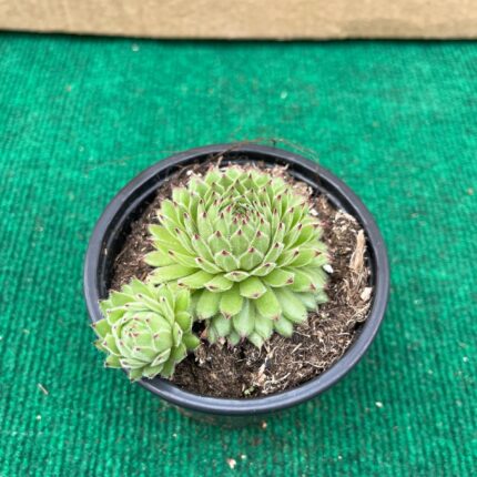 Sempervivum