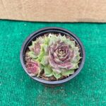 Sempervivum